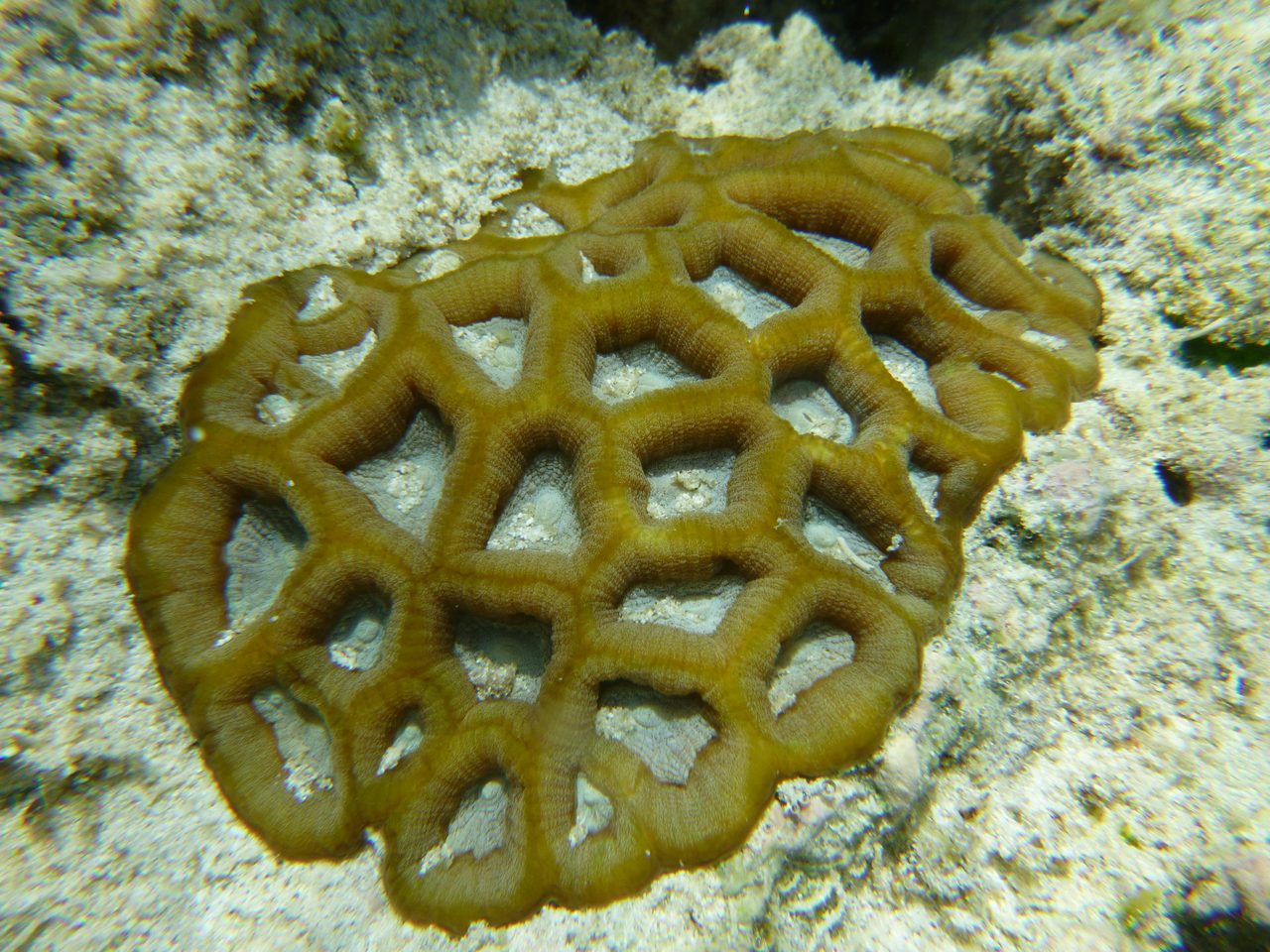 Spiny Star Coral