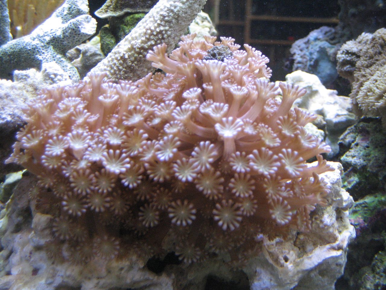Tizard's Star Coral