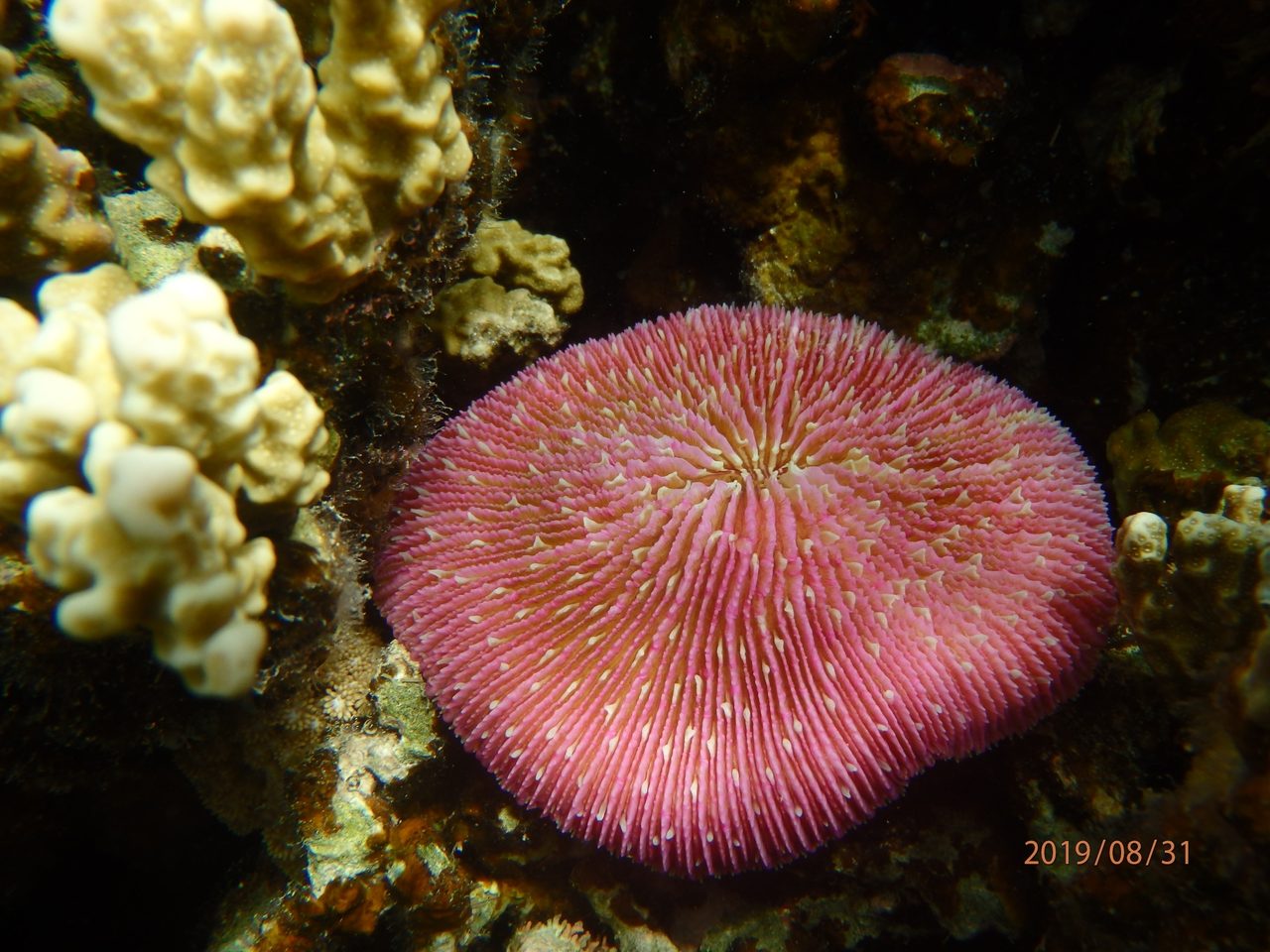Plate Coral