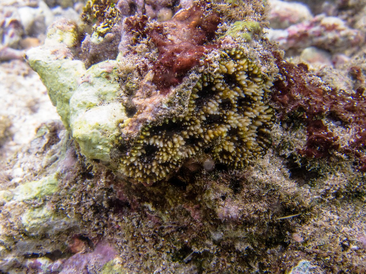 Pineapple Coral