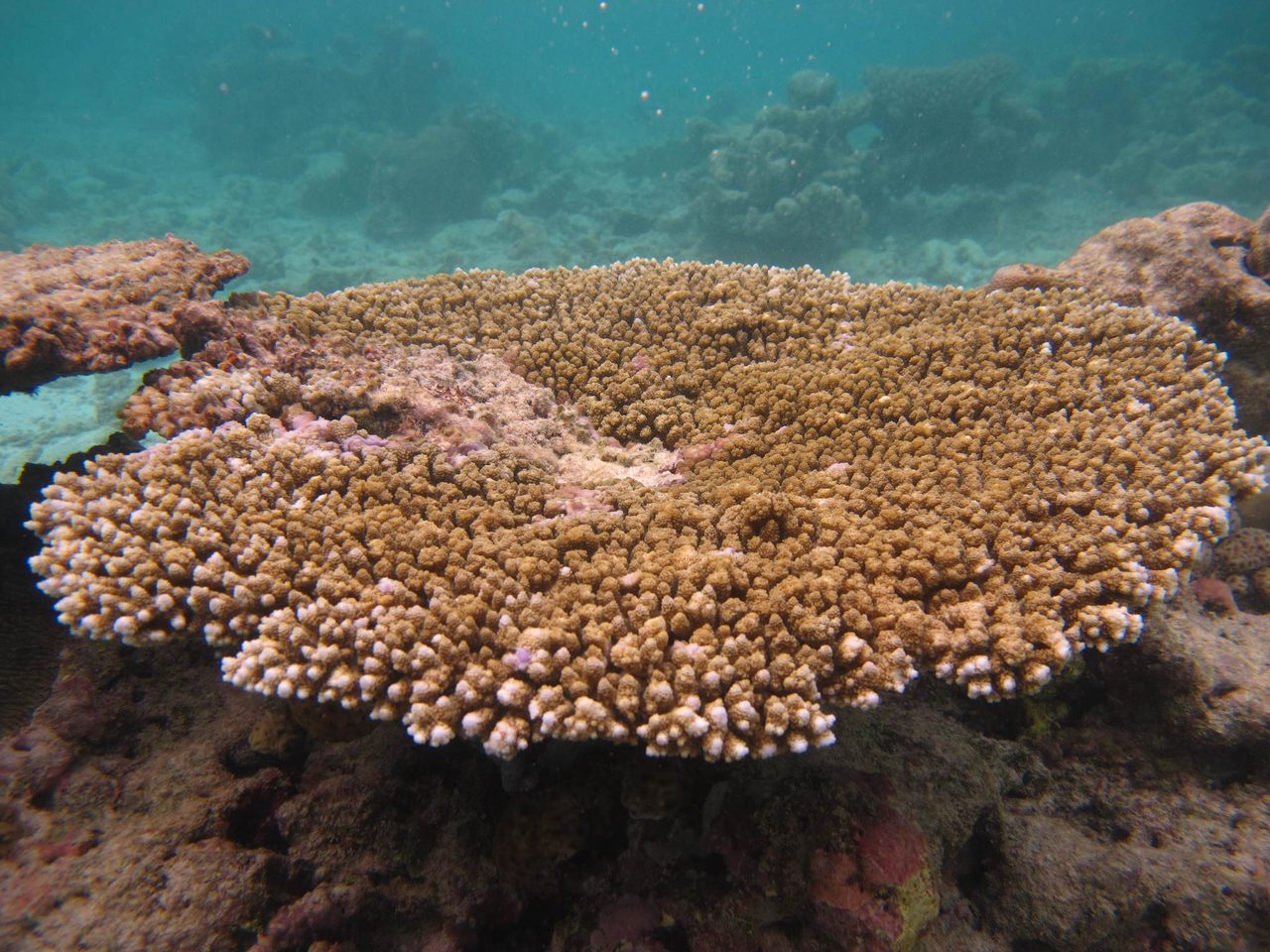 Blue Tip Staghorn Coral