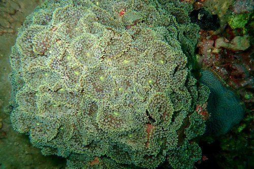 Rainbow Ricordea Florida