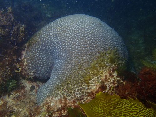 Flexible Star Coral