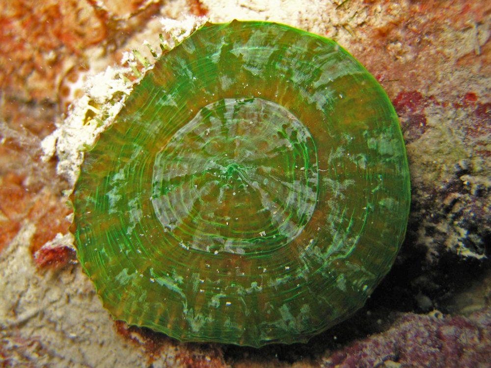 Button Coral