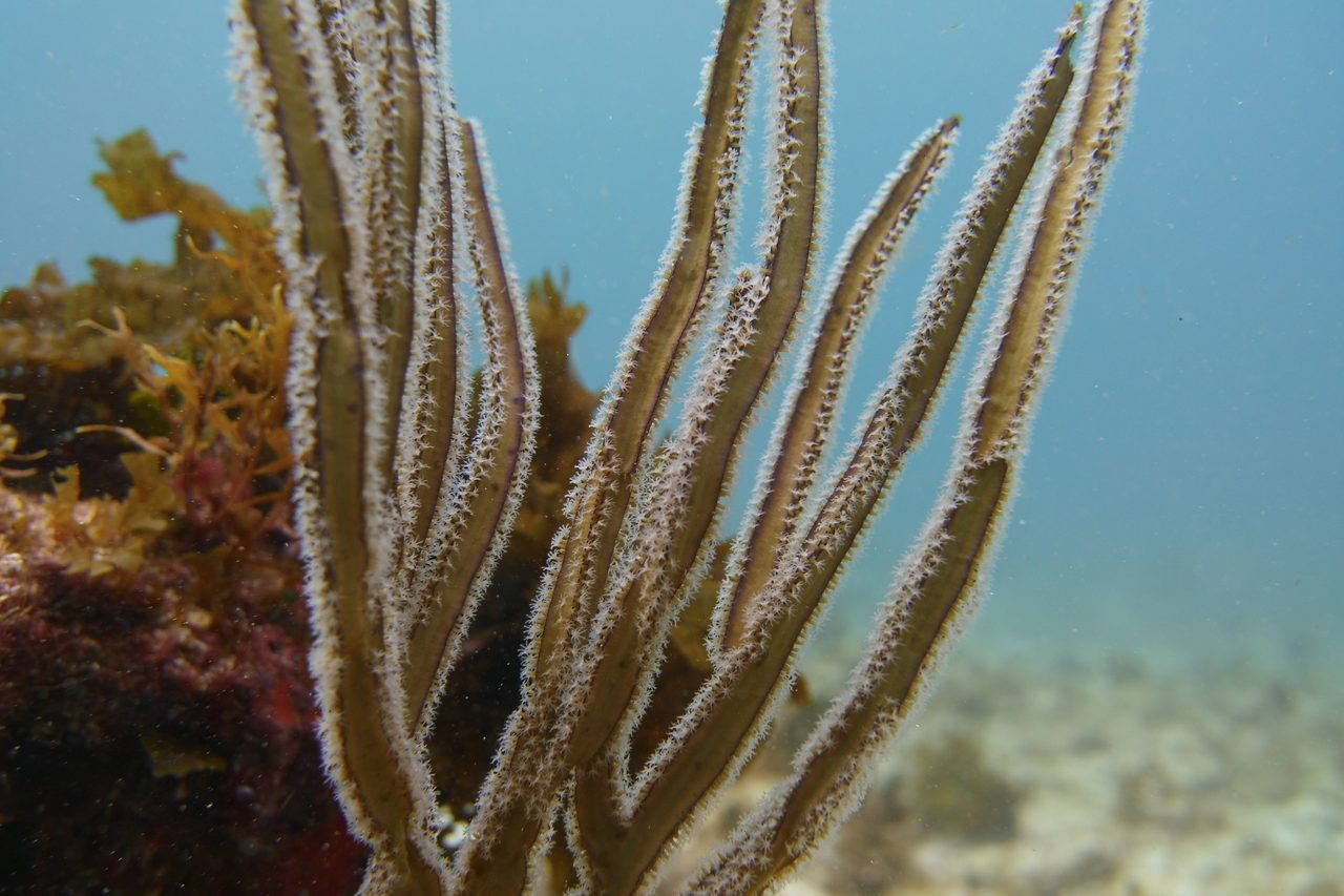 Purple Ribbon Gorgonian