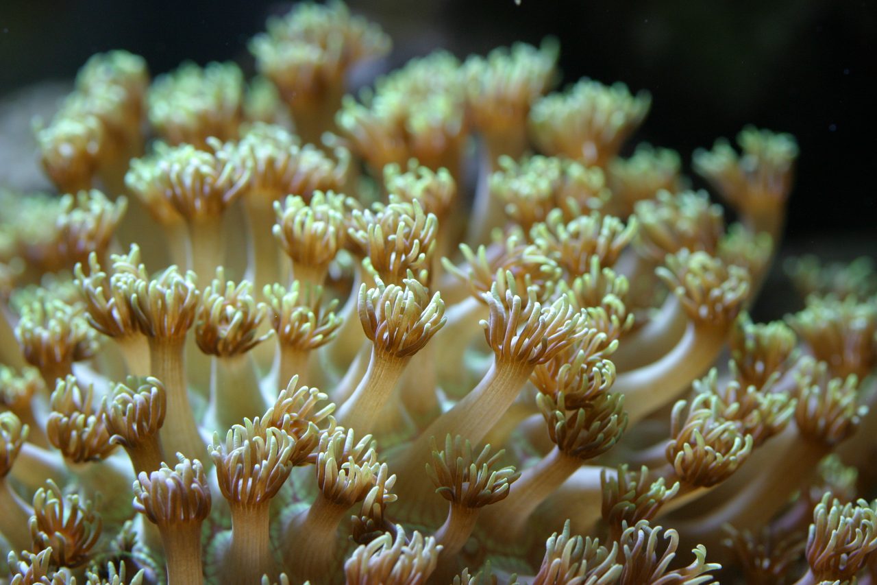 Flowerpot Coral