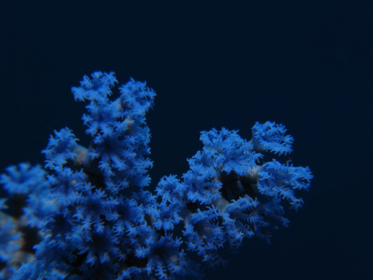 Blue Xenia