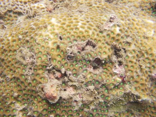 Hidden Star Coral