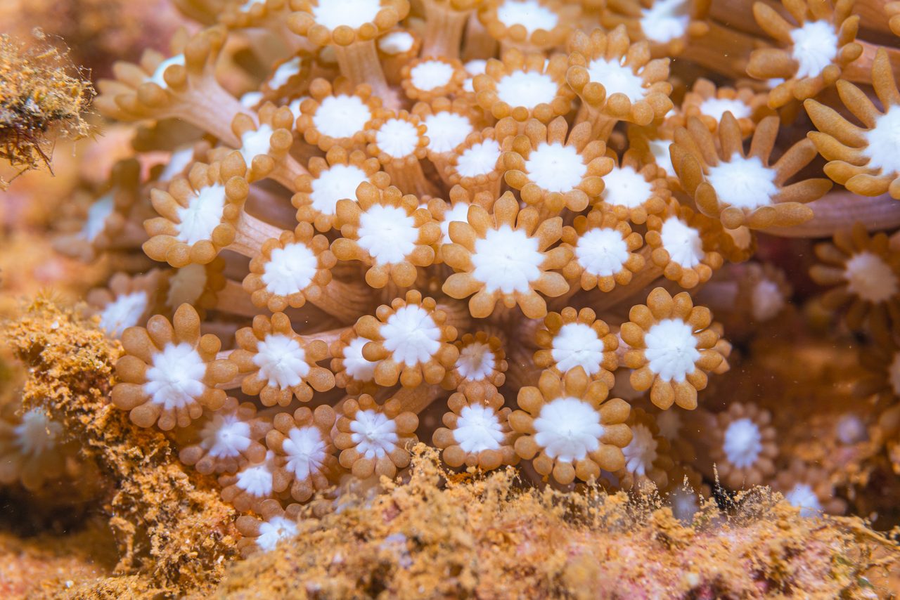 Verrill's Star Coral