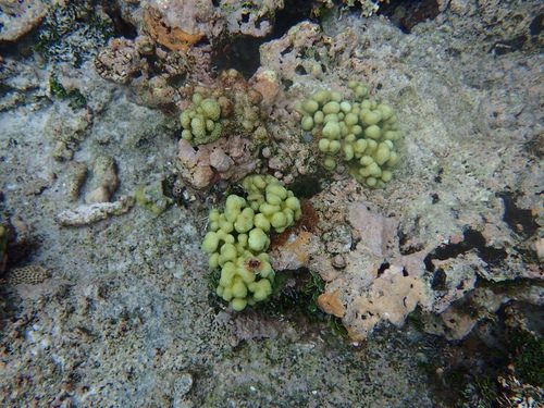 Randall's Coral