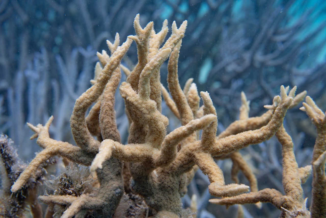 Horn Coral