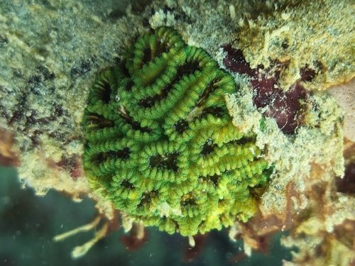 Knob Coral
