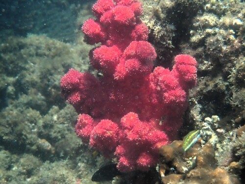 Carnation Coral