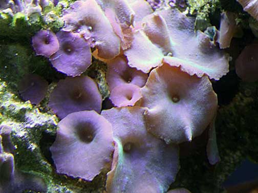 Purple People Eater Palythoa
