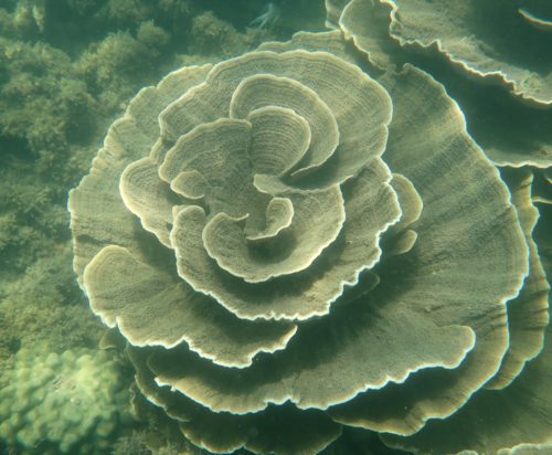 Pitted Rice Coral