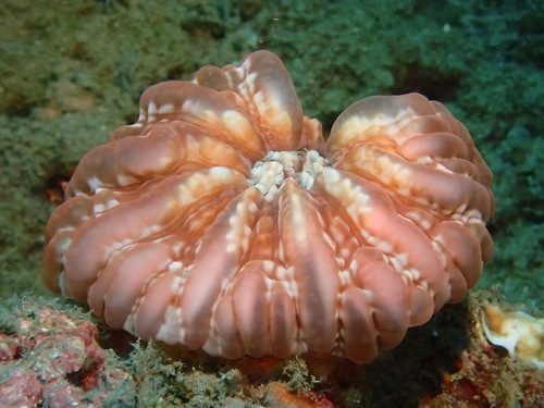 Teardrop Button Coral