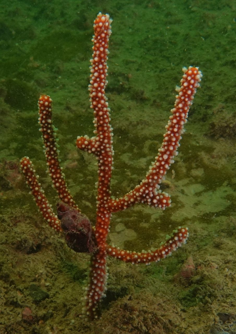 Menella Gorgonian