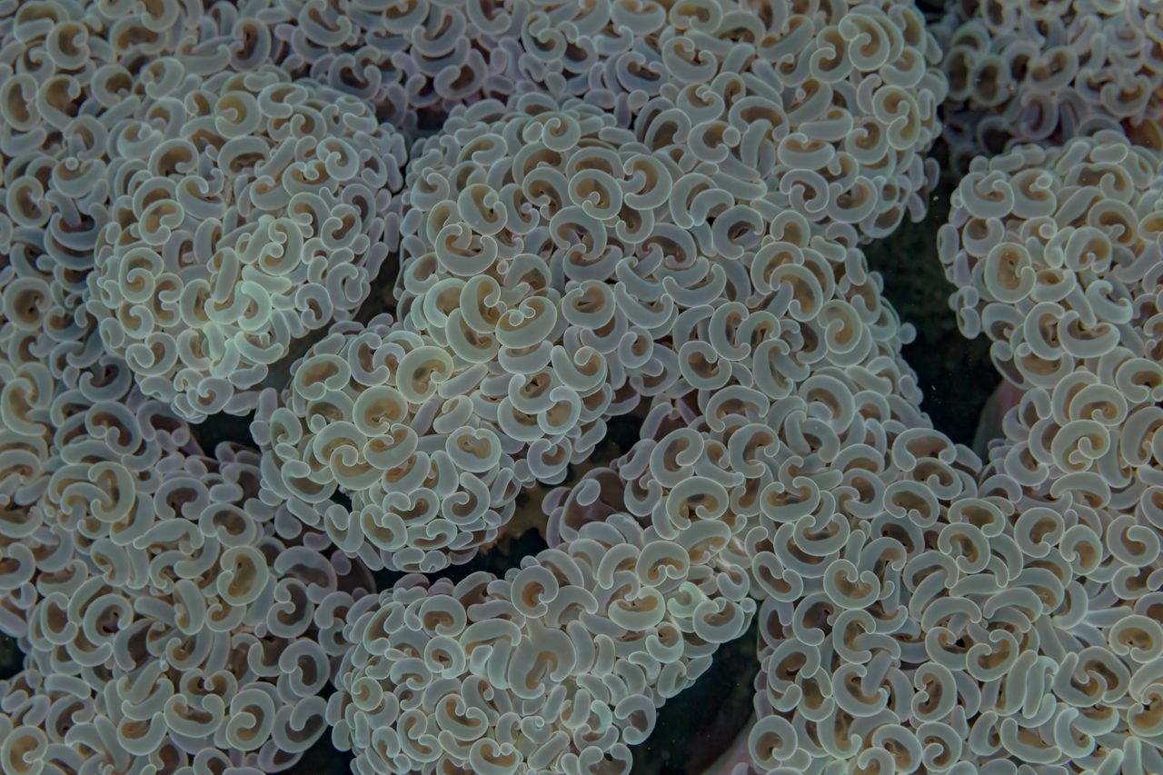 Anchor Coral