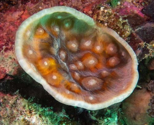 Elephant Nose Chalice