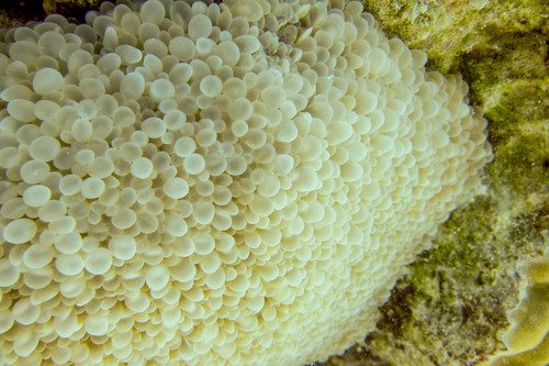 Pearl Bubble Coral