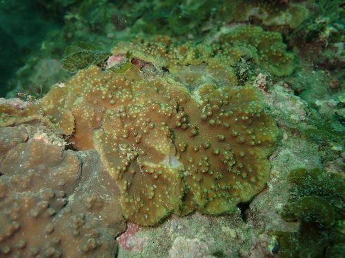 Hard Finger Leather Coral