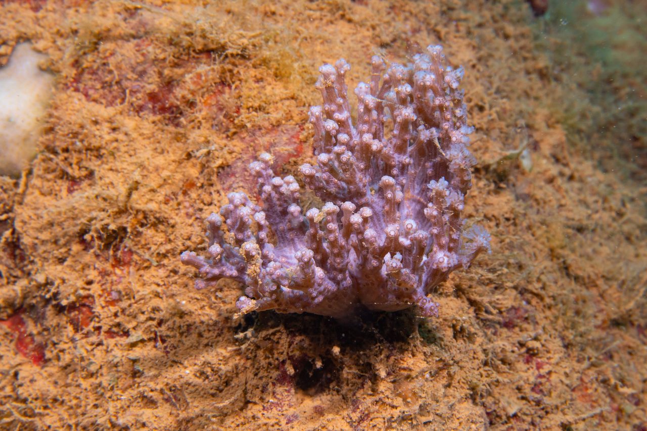 Antler Soft Coral