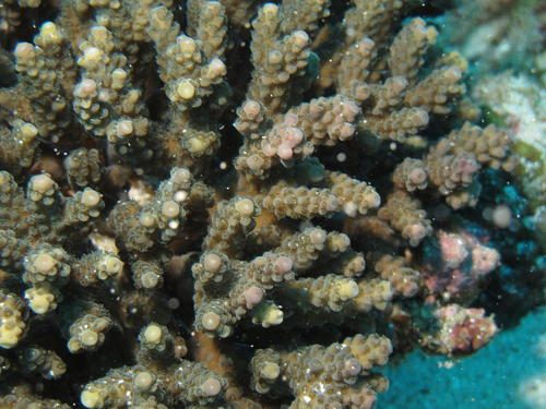 Bottlebrush Acropora