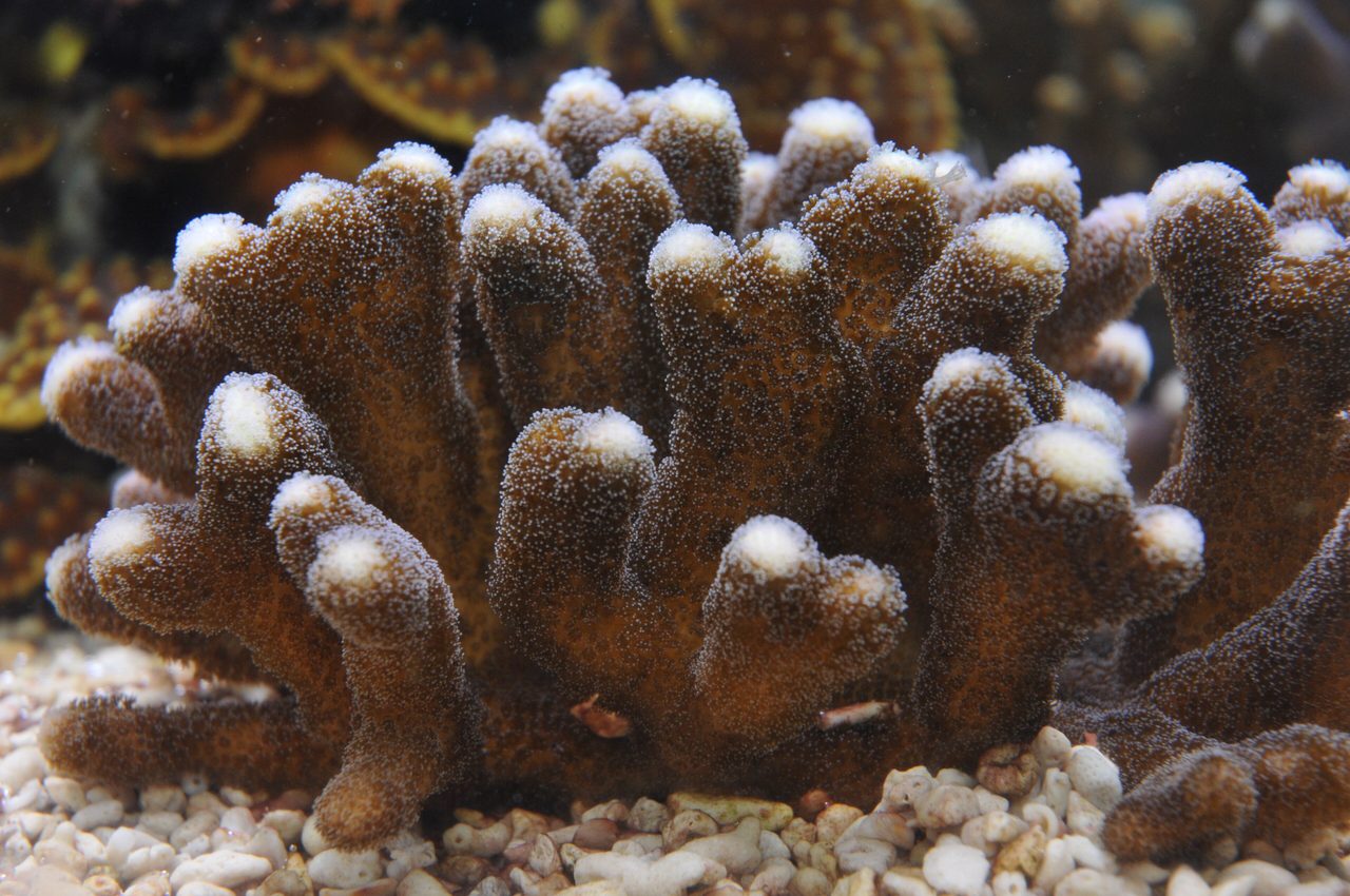 Finger Cauliflower Coral