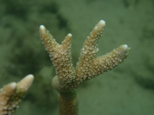 Raised Ridge Montipora
