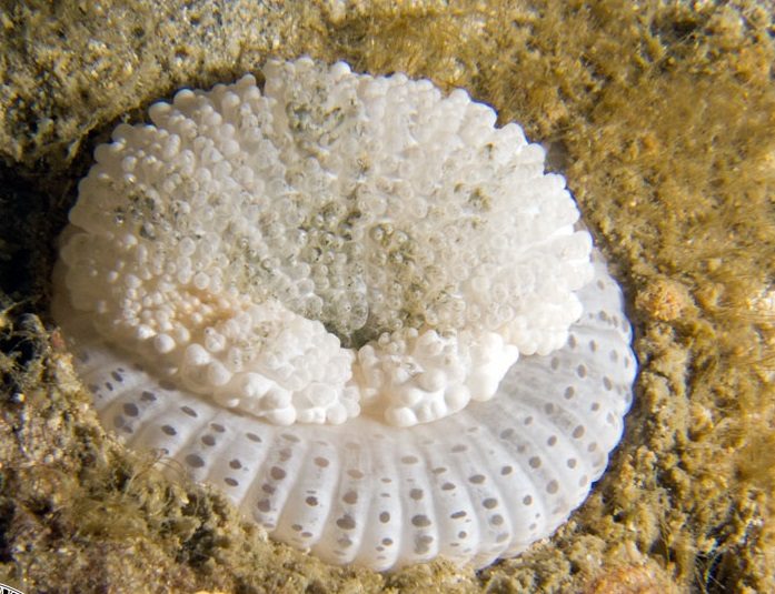 Maxi-Mini Carpet Anemone