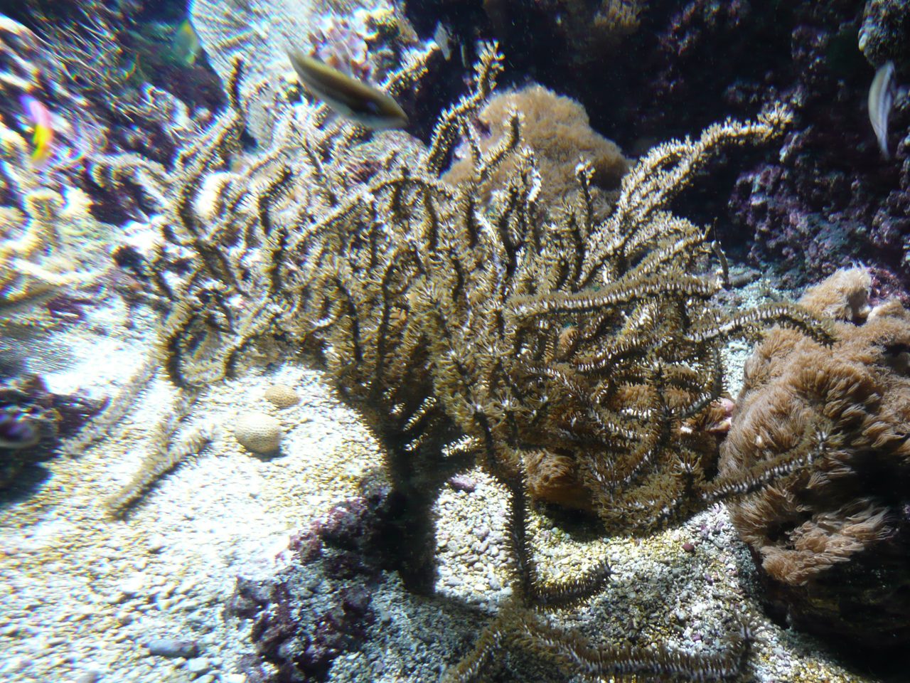 Knobby Sea Rod
