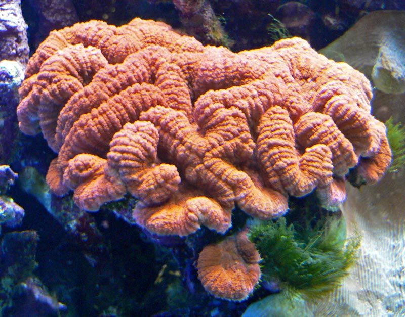 Brain Root Coral