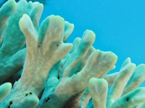 Cat's Paw Coral
