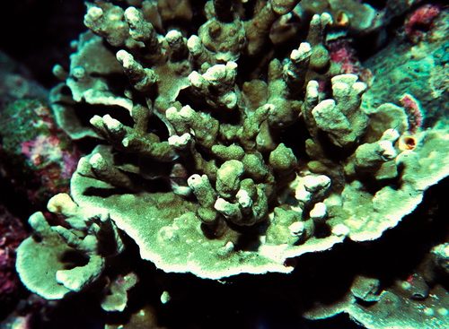 Knob Rice Coral