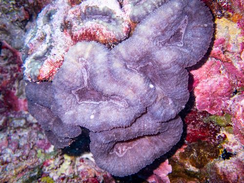 Robust Brain Coral