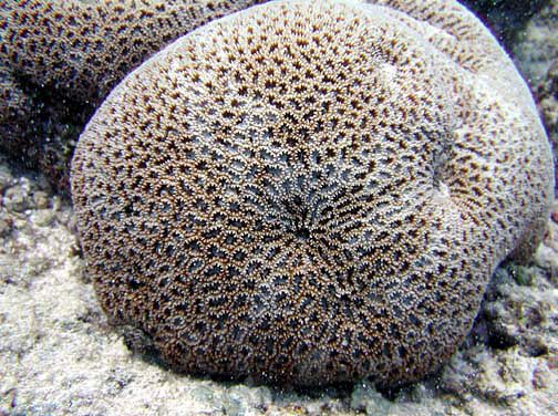 Matthai's Star Coral