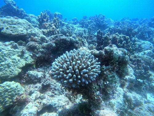 Finger Staghorn Coral