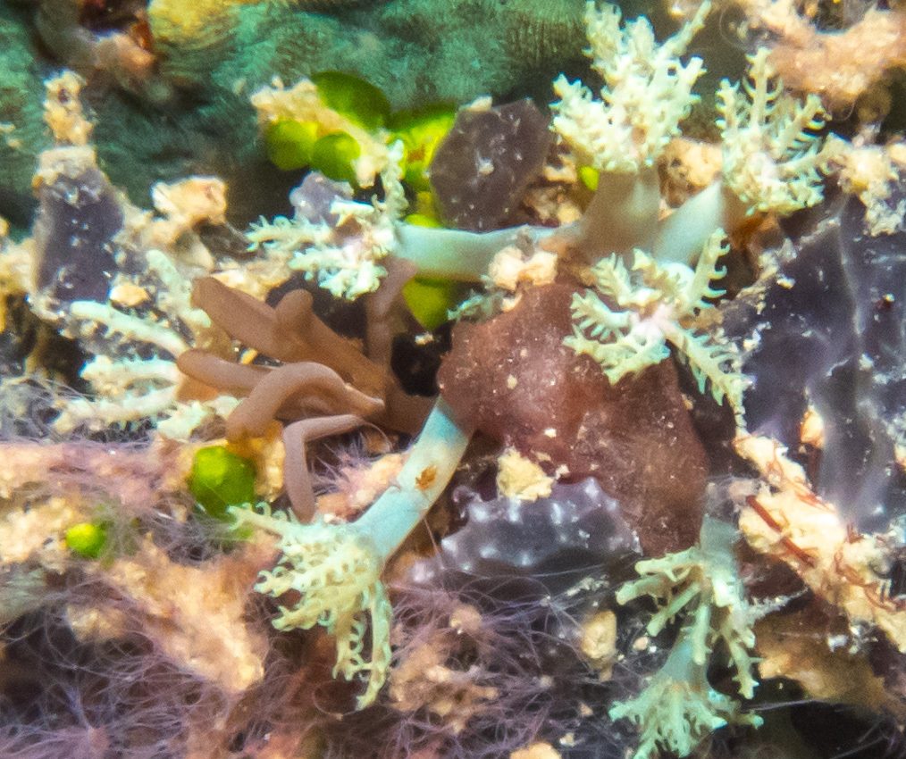 Blue Sympodium