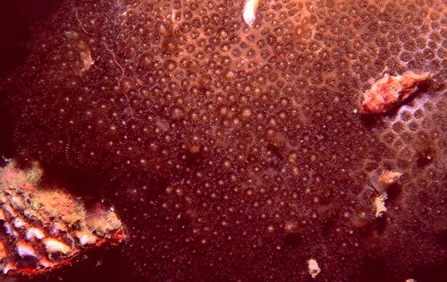 Flat Flowerpot Coral