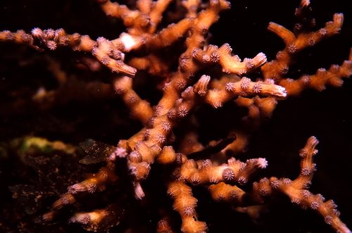 Cyphastrea