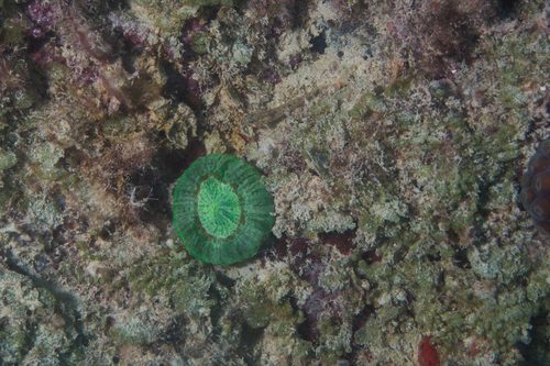 Wells' Donut Coral