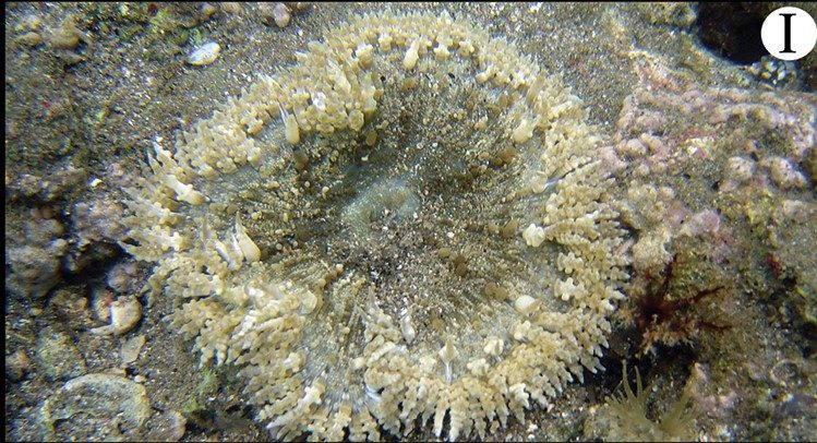 Rock Flower Anemone
