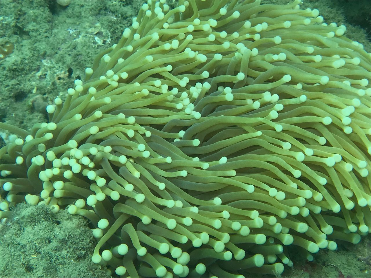 Torch Coral