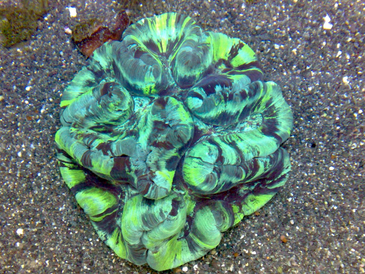 Leland's Brain Coral