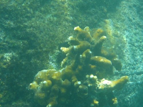 Inflated Cauliflower Coral