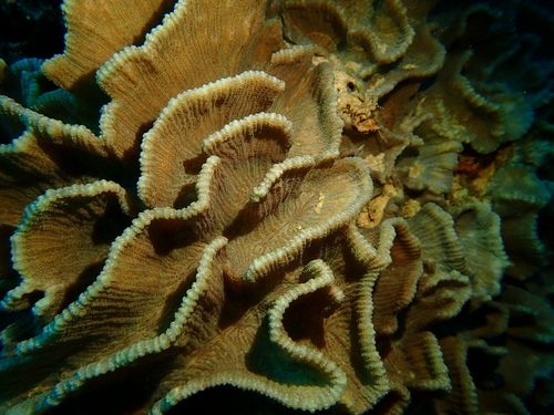 Lettuce Coral