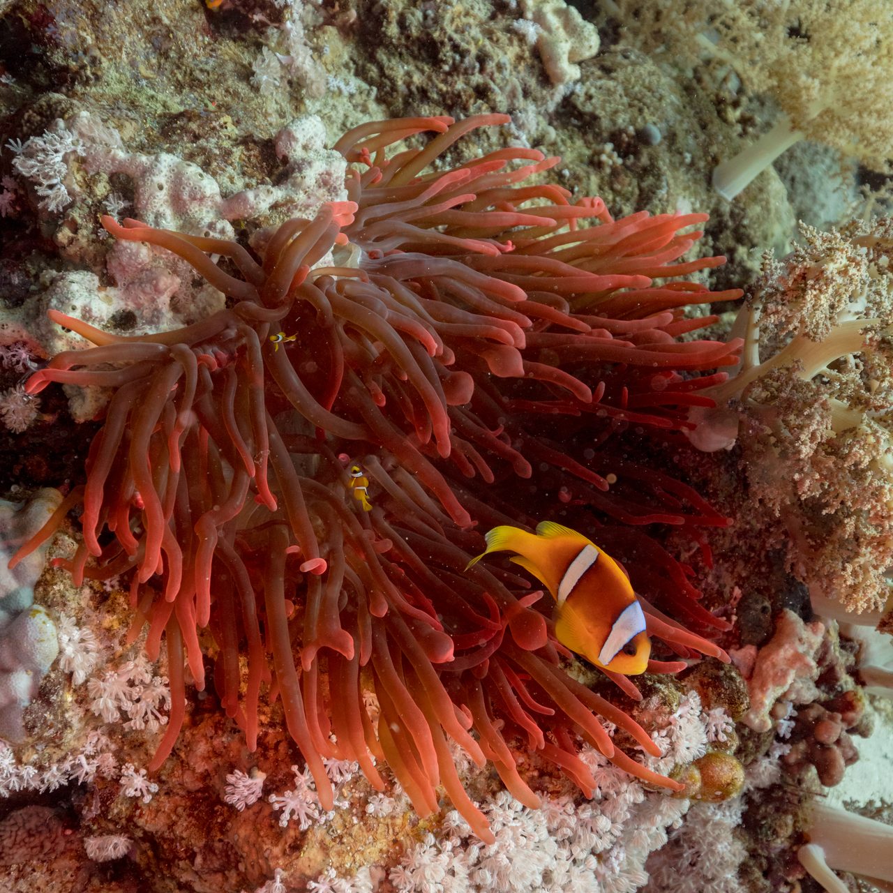 Bubble Tip Anemone