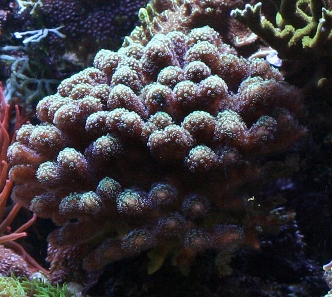 Club-tipped Cauliflower