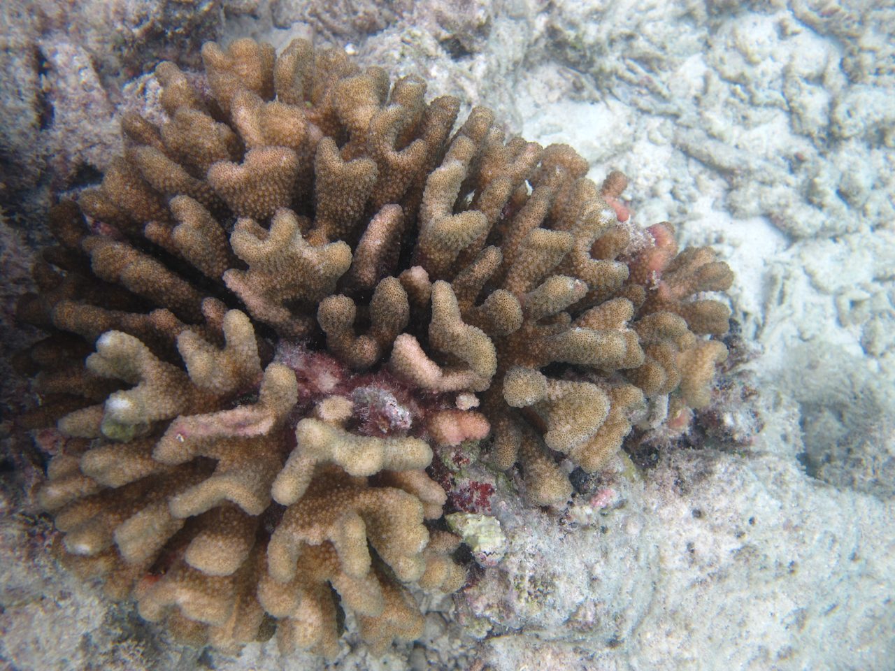 Elegant Cauliflower Coral