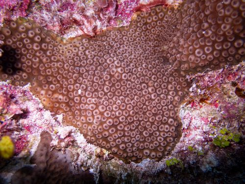 Meteor Shower Coral